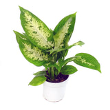 4" Dieffenbachia Compacta