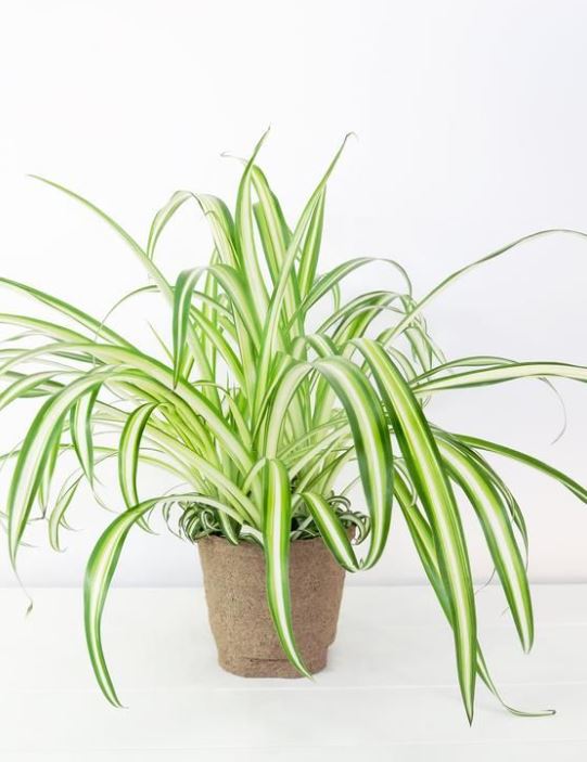 6" Chlorophytum Spider Plant