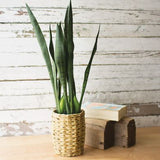 Artificial Mother in Law Tongue in Planter