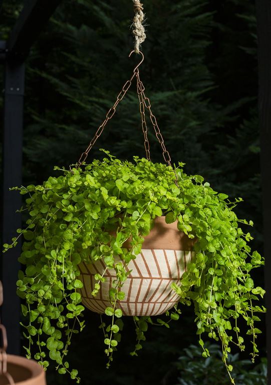 Severn Hanging Pot - 3 Sizes