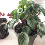 6" Watermelon Peperomia