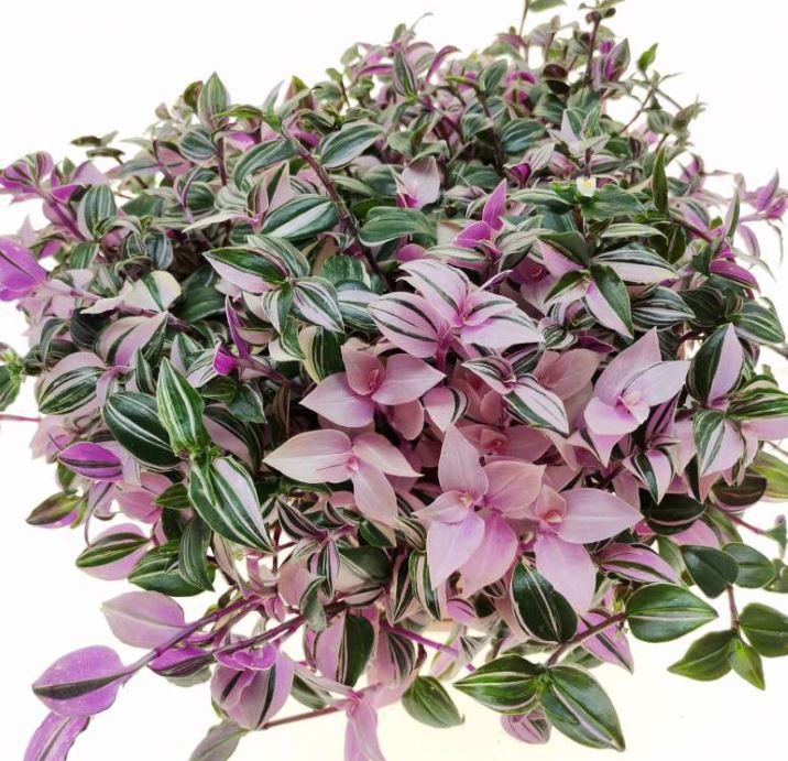 6" Tradescantia Fluminensis Lavender Variegated Plant