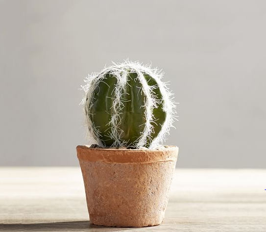 6" Cactus