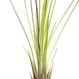 Tillandsia Juncilfolia