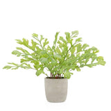 Rabbit Ear Faux Plant