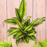 6" Calathea Beauty Star