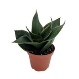4" Sansevieria Hahnii Black Gold Star