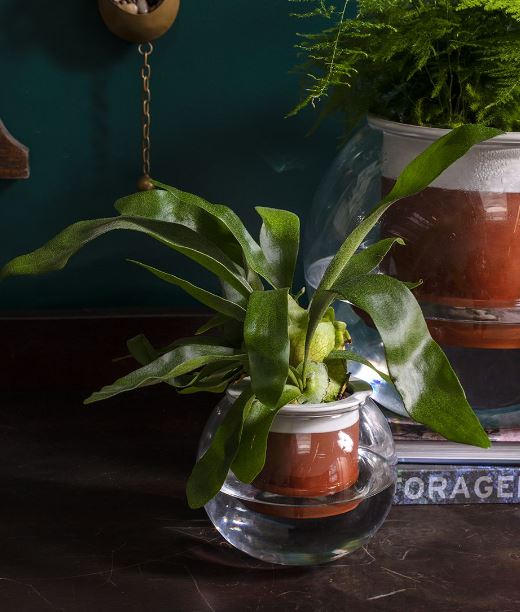 Davies Pot - 3 Sizes