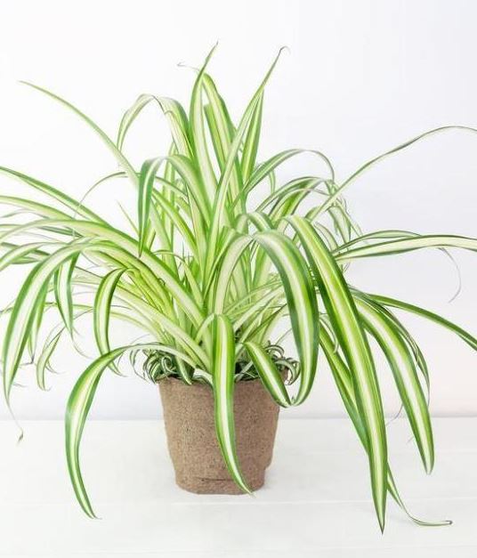 8" Chlorophytum Spider Plant