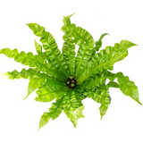 6'' Birdnest Nidus Fern