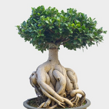 4" Ficus Ginseng