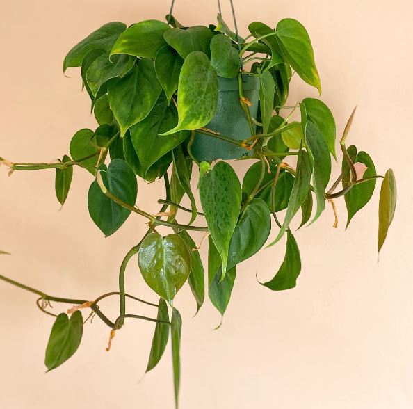 6" Philodendron Cordatum (Heart Leaf Philodendron)