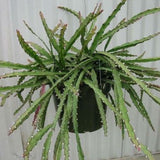 8" Rhipsalis cruciformis (Pink Rhipsalis)