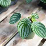 6" Watermelon Peperomia
