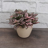 6" Splash Hypoestes