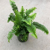 4" Jester Crown Fern