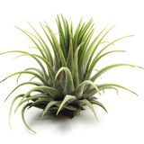 Large Tillandsia Scarposa Ionantha Rubra