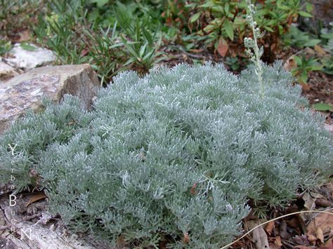 4" David's Choice Coastal Sagewort (Artemisia Pycnocephala)