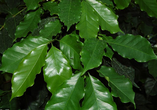 4" Coffee Arabica Plant