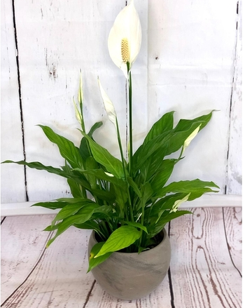 6" Spathiphyllum Pablo "Peace Lily"