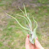 Tillandsia Caput Medusae