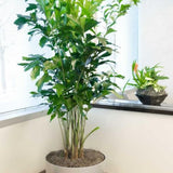 7 Gallon Caryota Mitis Fishtail Palm - 10 FT Tall