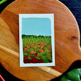 Dr Franken Sara Prints - 16 Styles/2 Sizes