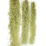 Usneoides Spanish Moss