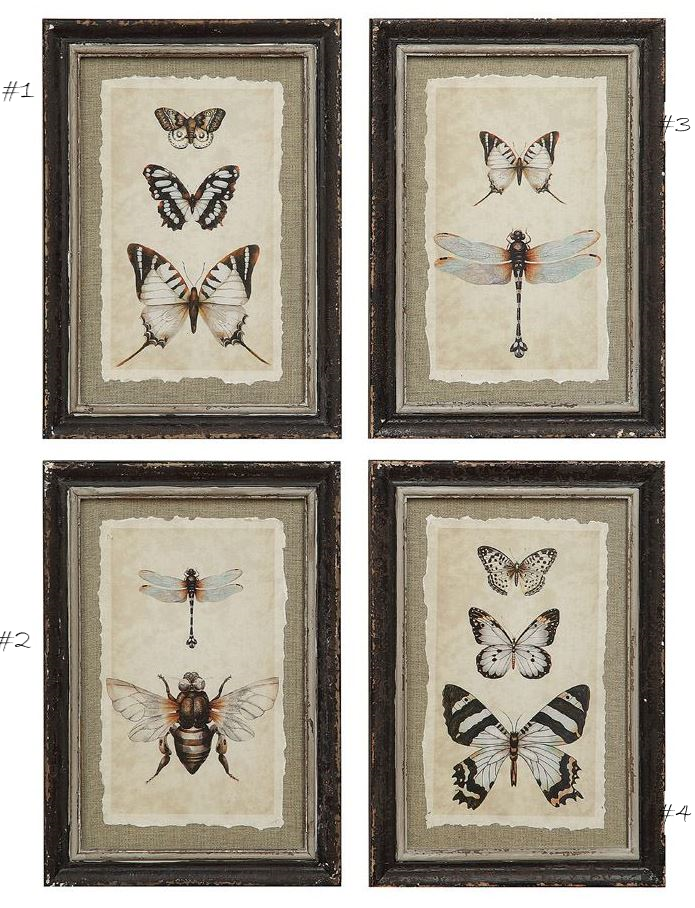 Wood Framed Vintage Reproduction of Insect Print - 4 Styles