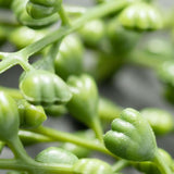 Faux Green Draping Vine