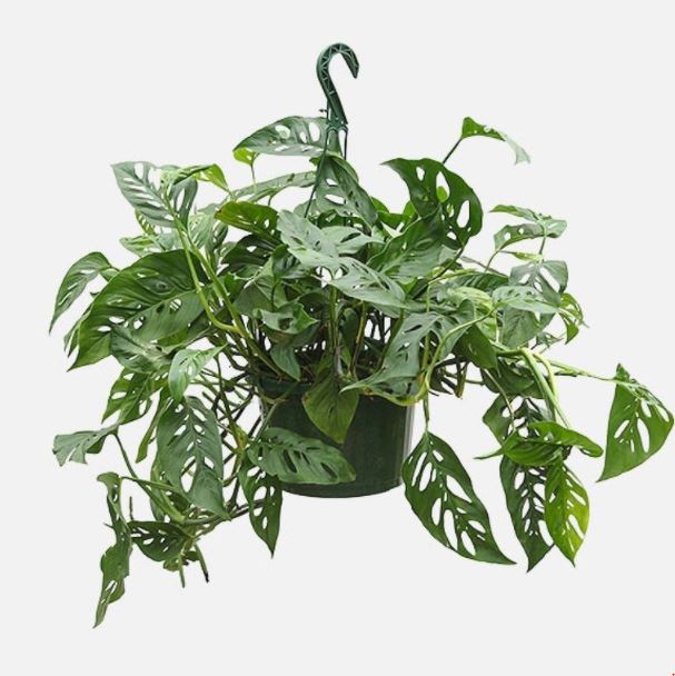 8" Monstera Swiss Cheese Plant