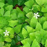 6" Oxalis Triangularis Green Shamrocks