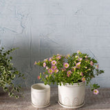 Rise & Shine Pots - 2 Sizes