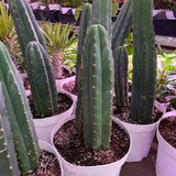 Cactus Terrarium