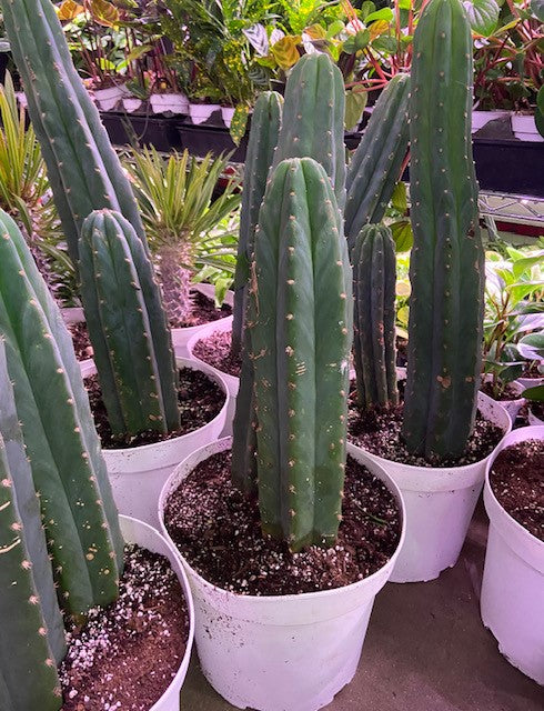 10" San Pedro Cactus