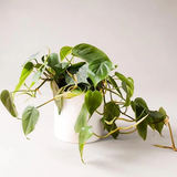 6" Philodendron Cordatum (Heart Leaf Philodendron)