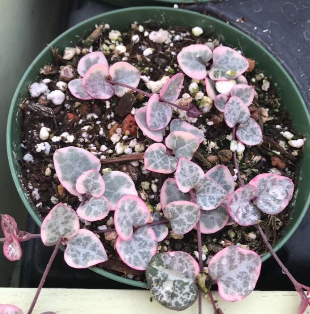 6" Variegated Ceropegia String of Hearts