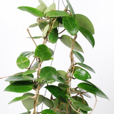 6" Hoya Lacunosa