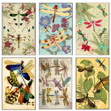 Dragonfly Matchbox