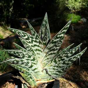 4" Aloe variegata “Partridge Breast”