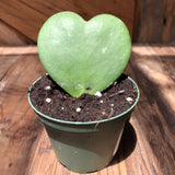 4" Hoya Kerri Heart