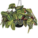 6" Red Maranta