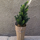 Artificial Tree with Paper Wrapped Pot - 6 Styles