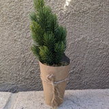 Artificial Tree with Paper Wrapped Pot - 6 Styles