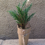 Artificial Tree with Paper Wrapped Pot - 6 Styles