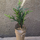 Artificial Tree with Paper Wrapped Pot - 6 Styles