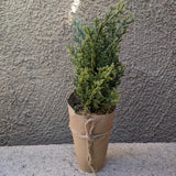 Artificial Tree with Paper Wrapped Pot - 6 Styles