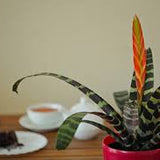 6" Vriesea Splenriet (Flaming Sword)
