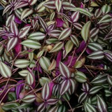 6" Tradescantia Red Gem