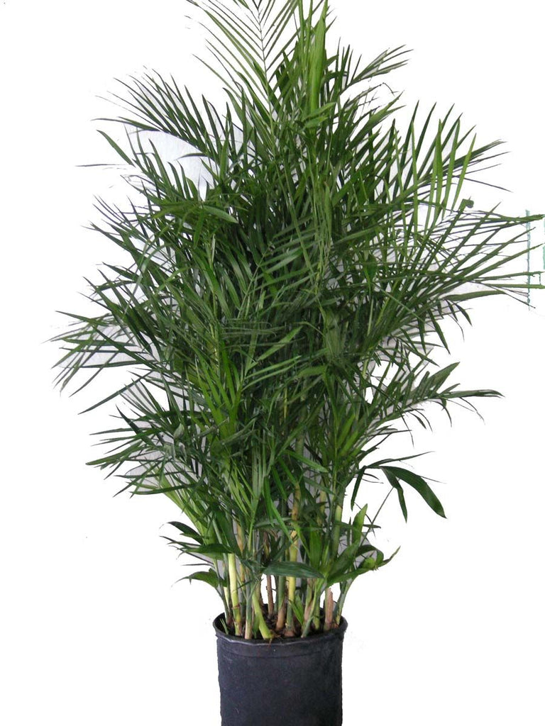 10" Chamaedorea Seifrizii - Bamboo Palm